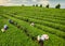 People workers in the green lush fields harvesting the crops of a terraced farm