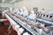 People working at a chicken factory, stock photo.Production line with packaging and cutting of meat.Meat processing equipment