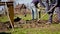 People are working digging ground with shovel on farm. Farmers prepare dug hole before planting tree, fill fertile land