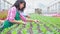 People working in greenhouse