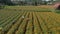 People Working On Yellow Flower Field In Bali, Indonesia. View From Drone On Local Farmers Picking Up Harvest On Marigold