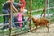 People in the zoo feed a brown Nubian goat through the grating