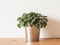 Peperomia argyreia houseplant in pot on white background