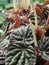 Peperomia caperata close up