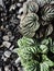 Peperomia caperata green and red luna on sand floor