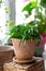 Peperomia ferreyrae in a clay pot as home plant.