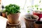 Peperomia ferreyrae in a clay pot as home plant.