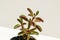 Peperomia graveolens ruby glow, houseplant collection