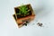 Peperomia green house plant in wooden box and soil