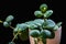 Peperomia `Hope` plantlet on a black background.