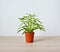 Peperomia house plant in brown pot on wooden desk