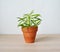 Peperomia house plant in terracotta pot on wooden desk