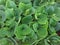 Peperomia obtusifolia glossy green leaves It is an air purifying tree.