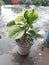 Peperomia obtusifolia plants  -