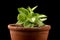 peperomia orba pixie lime succulent houseplant growing in rustic terracotta pot