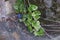 Peperomia pellucida is attached to the wall along with the ficus roots