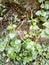 Peperomia pellucida & x28; daun sirih cina& x29;