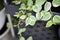 Peperomia, Peperomia Hoffmanii or peperomia nitida or peperomia scandens or Peperomia Scandens Variegata plant