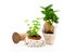 Peperomia radiator plant seedling and coffee plant tree