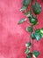 Peperomia scandens variegate or cupid peperomia hanging on red wall background.