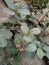 Peperomia Tetraphylla