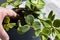 Peperomia tetraphylla, known as acorn or four-leaved peperomia, being planted in a pot indoors