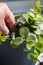 Peperomia tetraphylla, known as acorn or four-leaved peperomia, being planted in a pot indoors