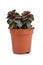 `Peperomia Verticillata Red Log` succulent house plant in plastic flower pot on white background