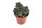 `Peperomia Verticillata Red Log` succulent house plant in plastic flower pot on white background