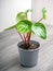 Peperomia watermelon is a low-growing perennial plant