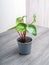 Peperomia watermelon is a low-growing perennial plant