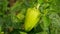 Pepper bio green capsicum annuum farm sweet bell jalapeno grow ripe fresh plant plantation chile detail close-up field