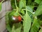 Pepper bush and fruit grown on the balcony