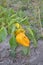 Pepper Caps. Capsicum annuum. Agricultural vegetables