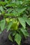 Pepper Caps. Capsicum annuum. Agricultural vegetables. Annual herbaceous plant. Green fruits