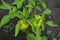 Pepper Caps. Capsicum annuum. Agricultural vegetables. Annual herbaceous plant. Green fruits