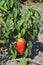 Pepper Caps. Capsicum annuum. Agricultural vegetables. Annual herbaceous plant. Red fruits