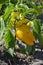 Pepper Caps. Capsicum annuum. Agricultural vegetables. Annual herbaceous plant. Yellow fruit