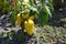 Pepper Caps. Capsicum annuum. Agricultural vegetables. Annual herbaceous plant. Yellow fruit