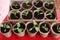 Pepper caspicum seedlings in peat pots.