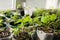 Pepper caspicum seedlings in peat pots