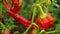 Pepper chili bio Pilipili Hoho red capsicum annuum farm ripe fresh plant plantation chile detail chillies close-up field