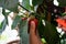 Pepper crop, woman, girl, child, man, fermer picks green pepper in the greenhouse, hands with pepper, close-up