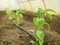 Pepper farm seedling greenhouse foil young planting bio green growing capsicum annuum jalapeno grow fresh plant