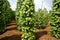 Pepper field, Viet Nam, farm product