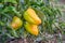 Pepper fruits on the beds during ripening. Growing peppers_