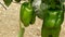 Pepper green fruit food hanging at branch of plants in greenhouse