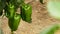 Pepper green fruit hanging at branch of plants in greenhouse