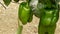 Pepper green fruit hanging at branch of plants in greenhouse