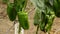 Pepper green fruit hanging at branch of plants in greenhouse